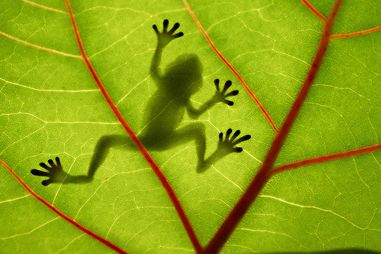 kambo-5-i-love-this-one[1]