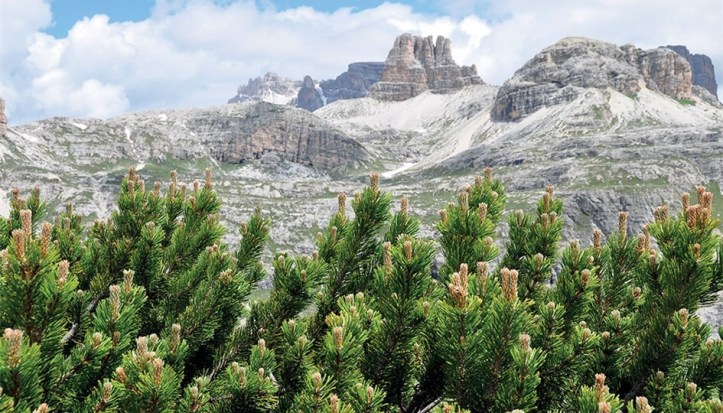 pino-mugo-montagna[1]